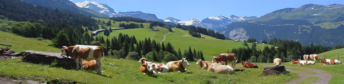 Cows at ease in a mountain meadow