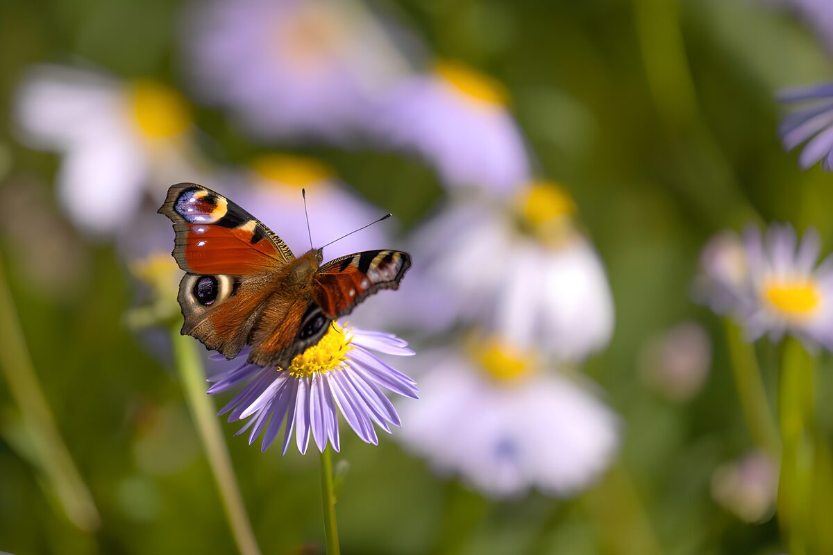Butterfly wings in a lilac daydream