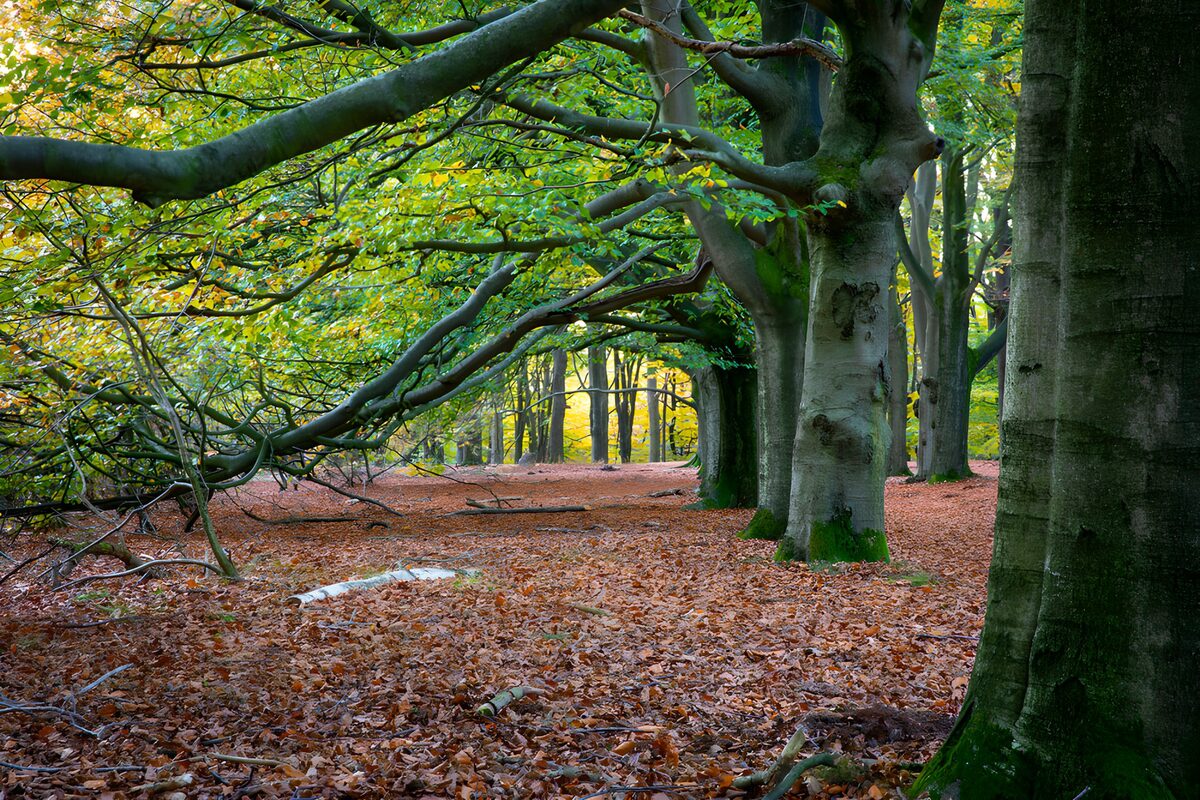 Autumn beeches beneath a green canopy