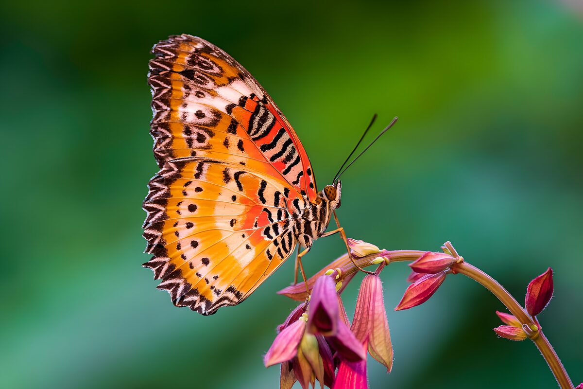 Orange butterfly on a bowing flower stem