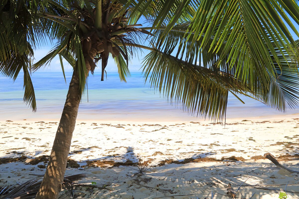 Palm shade on a tropical beach