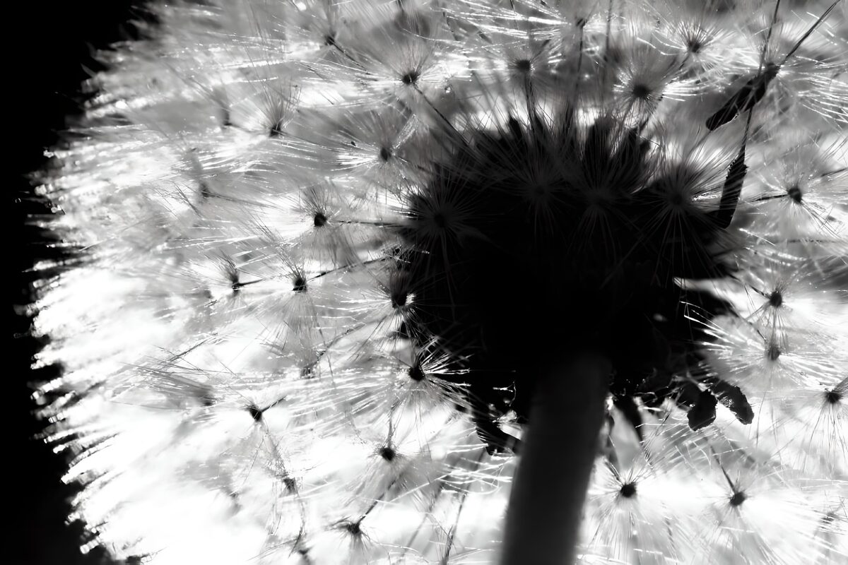 Backlit dandelion in black and white