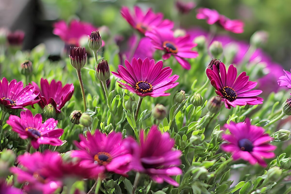 Sunlit magenta cape daisies