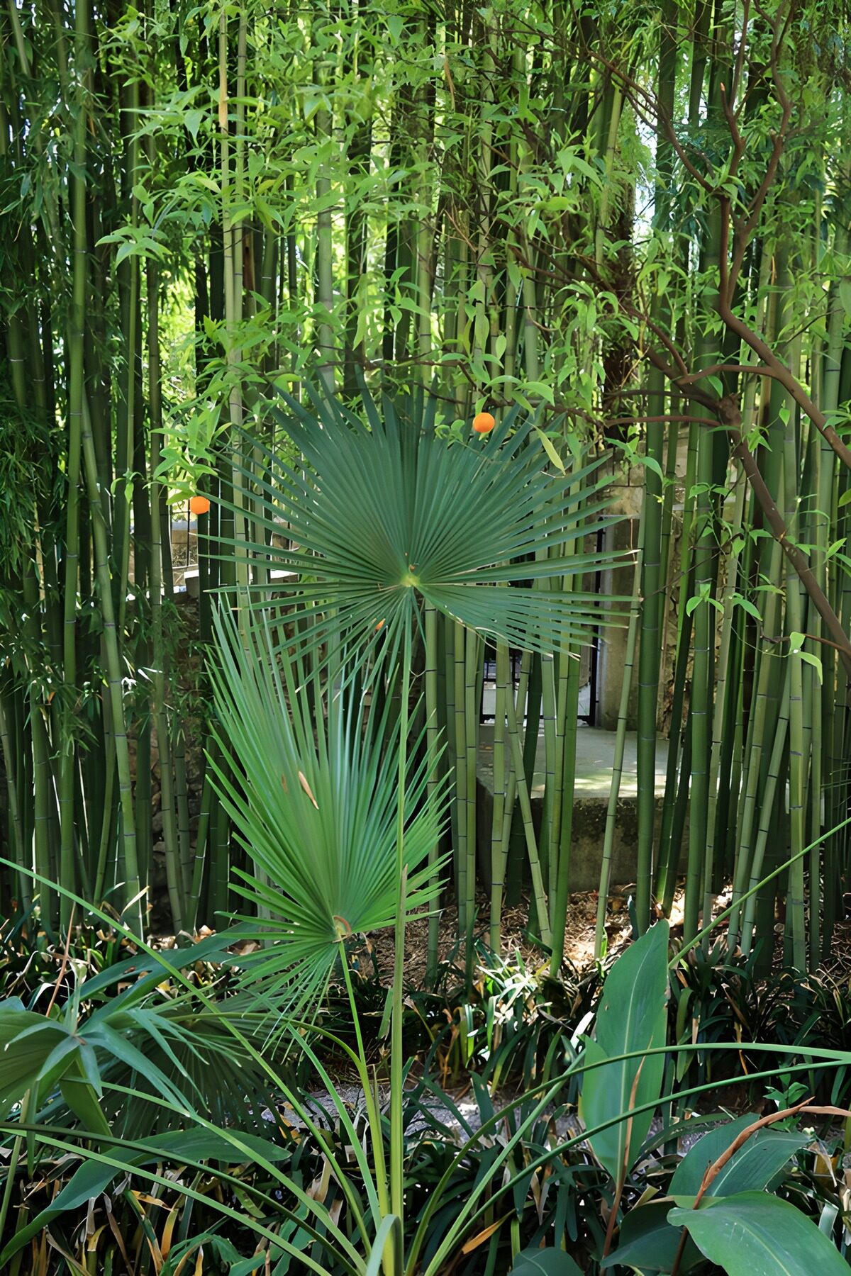 Fan palms and bamboo in dappled light