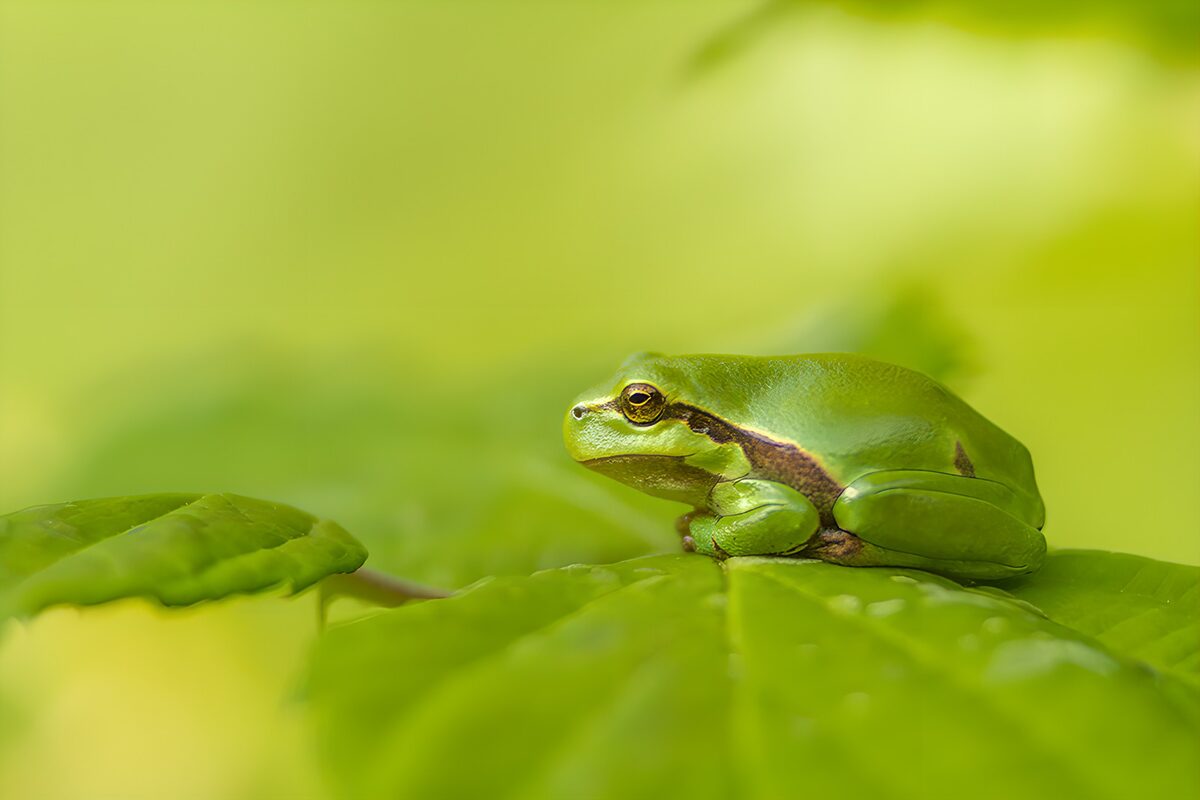 Green frog resting on a glossy leaf
