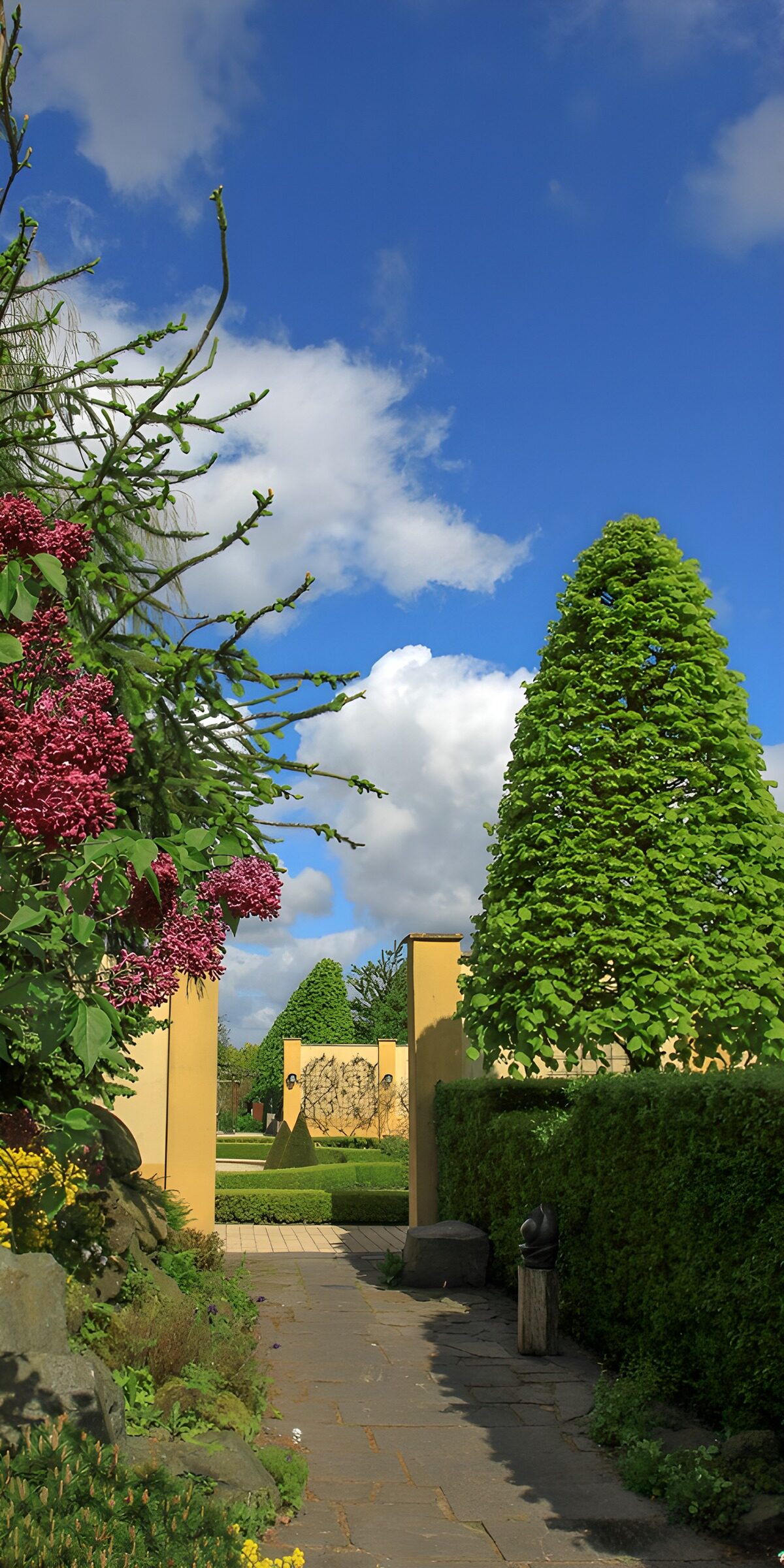 Sunlit garden with purple blossom