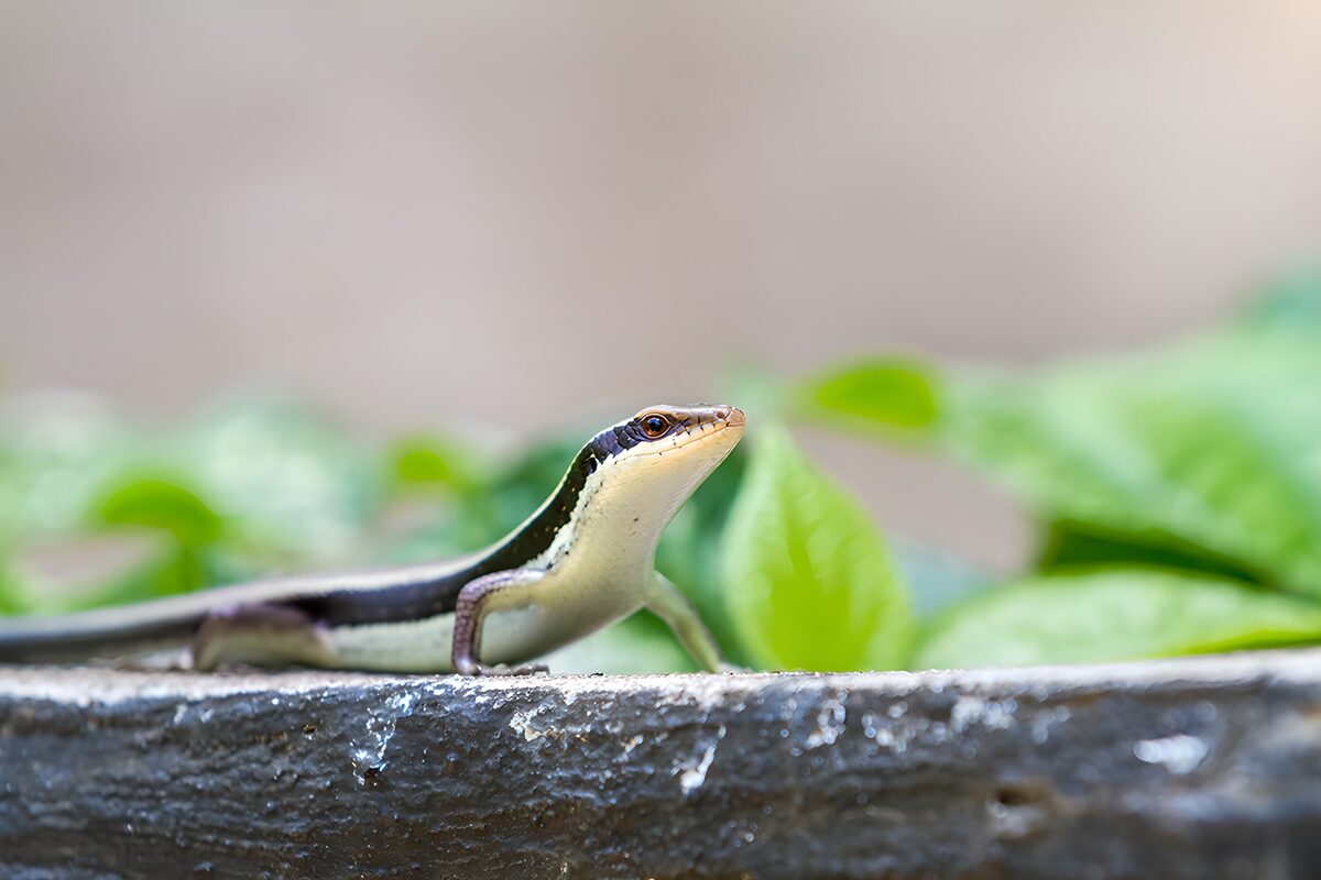Brown lizard at rest on a grey ledge