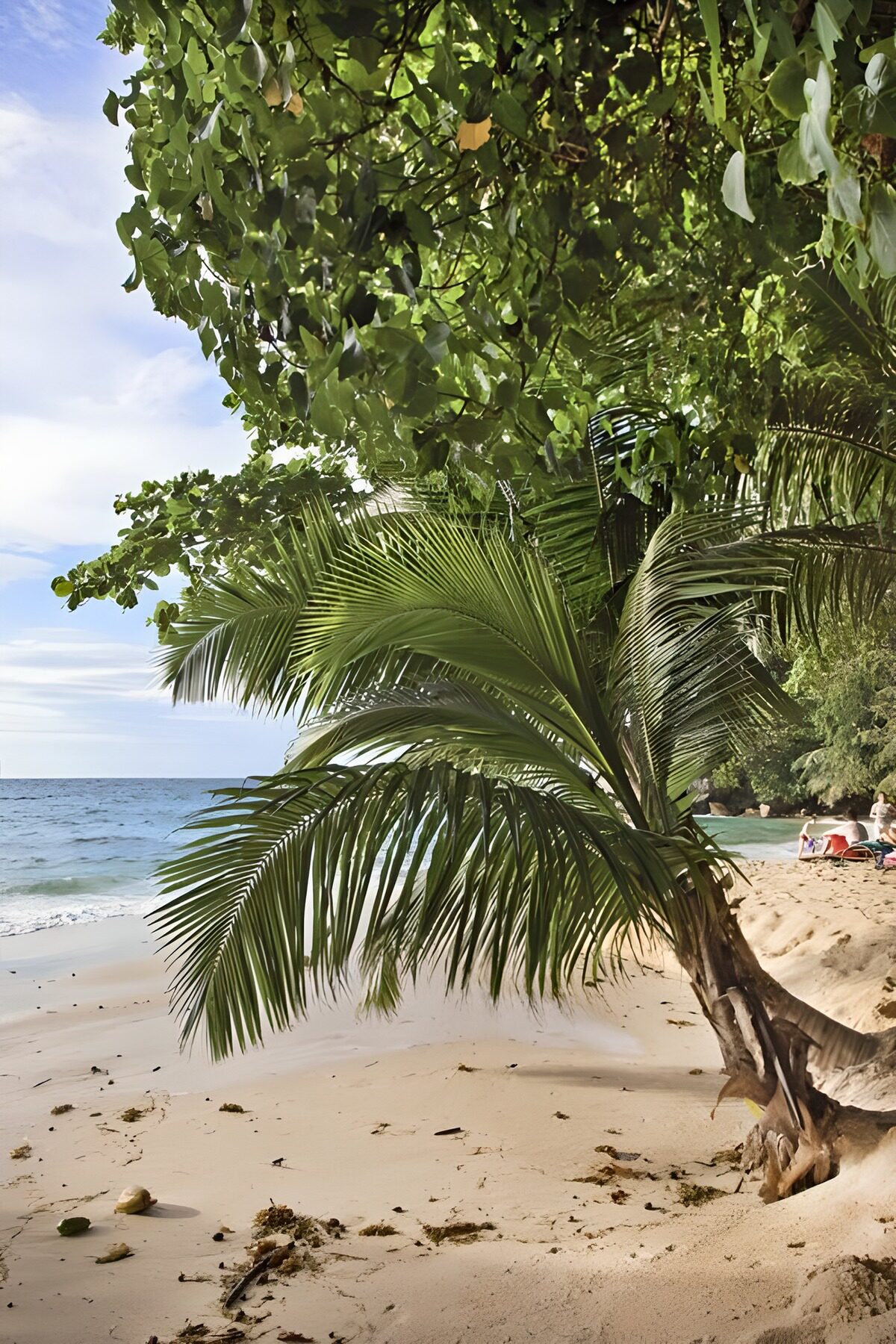 Curved palm on a sun-dappled beach