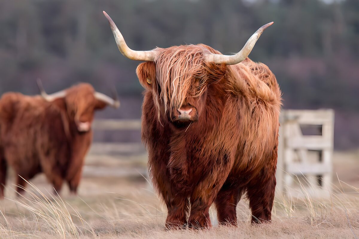Shaggy Highland cow in a quiet field