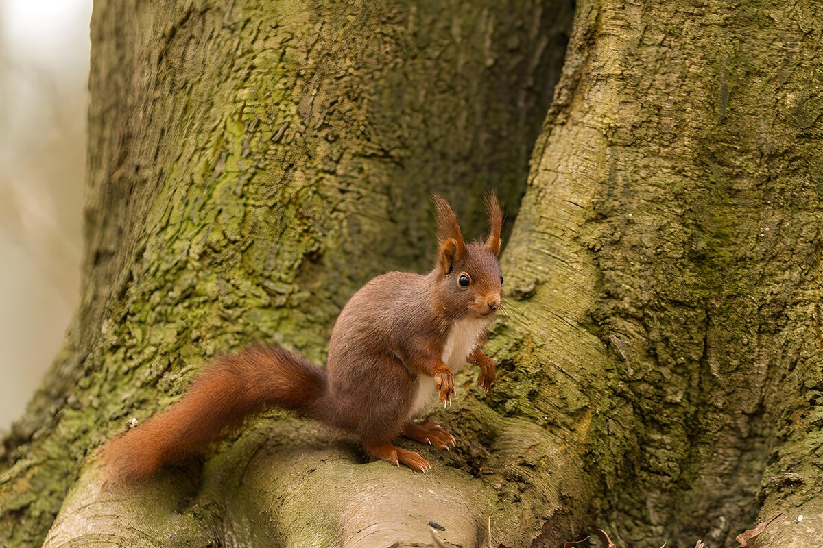 Red squirrel on a mossy tree base