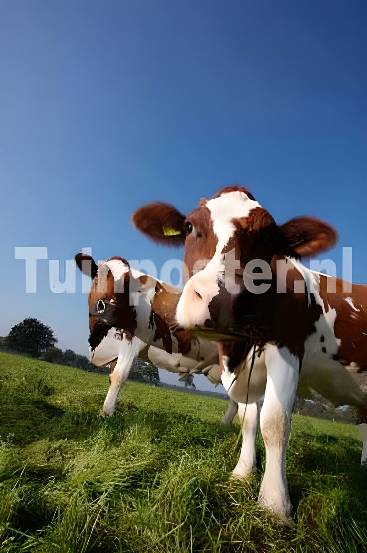 Two cows where the grass meets the sky