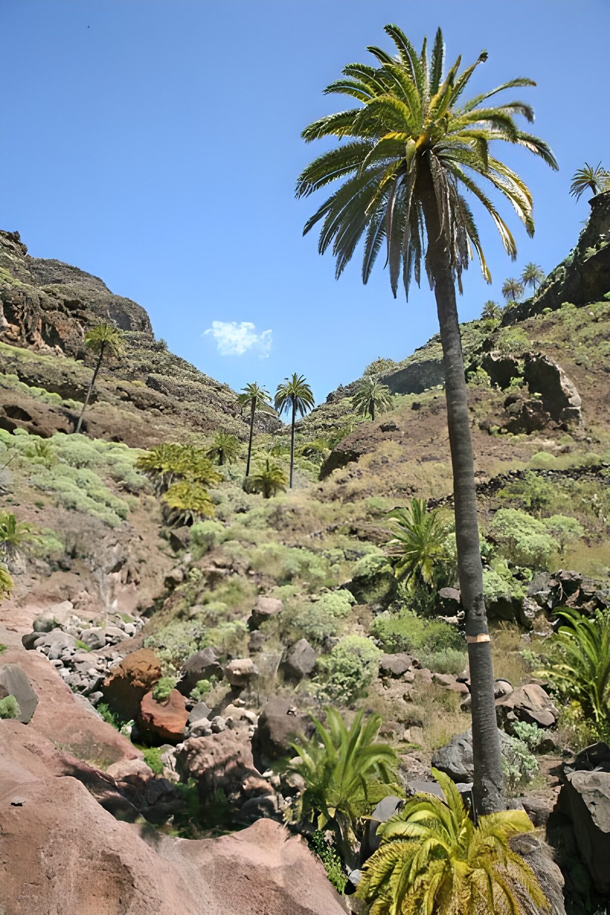Sunlit palms in a rocky ravine