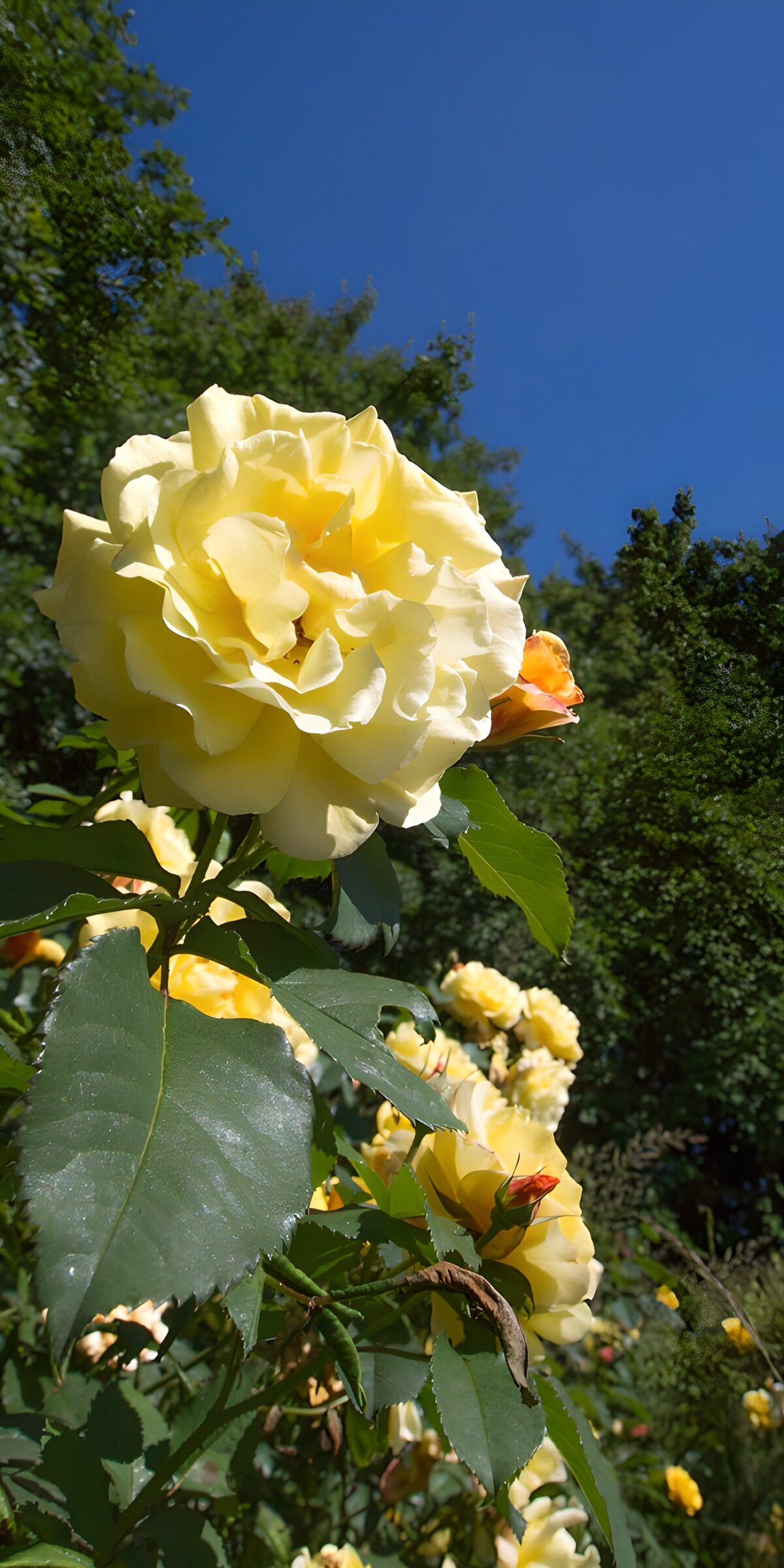 Sunlit yellow rose against a blue sky