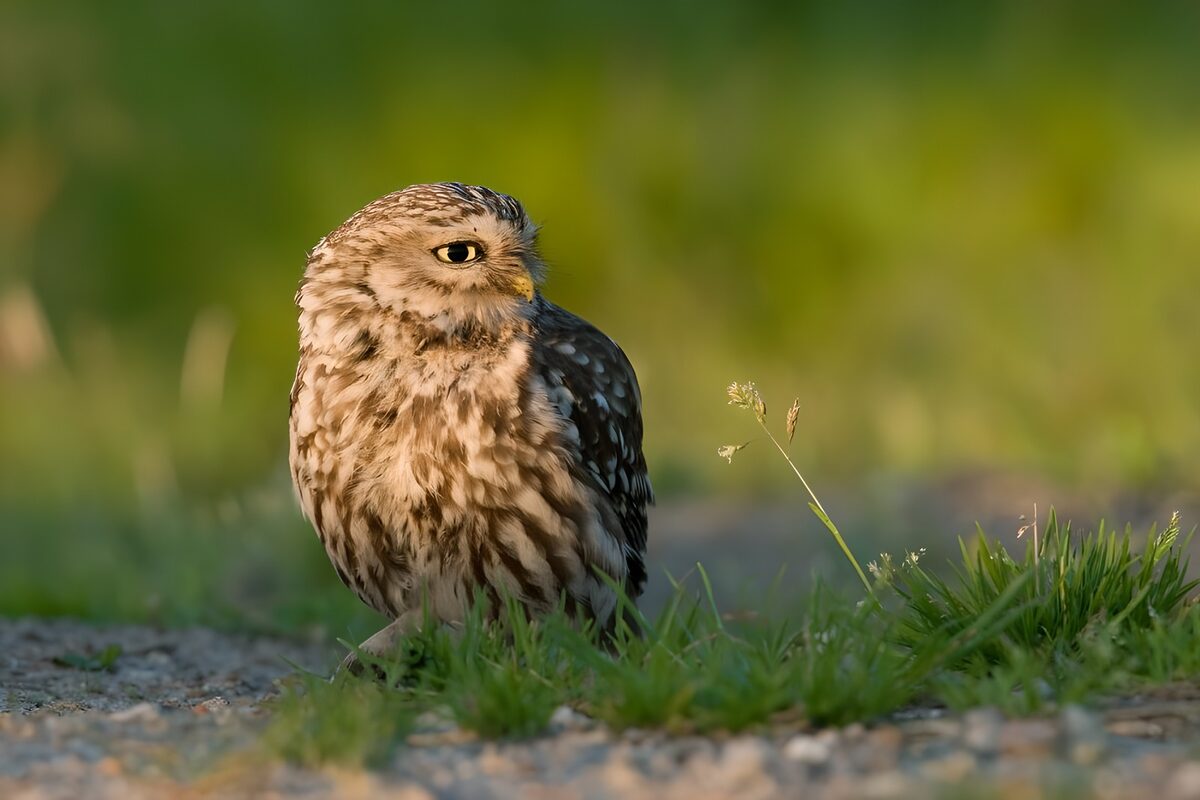 Watchful owl on stony ground