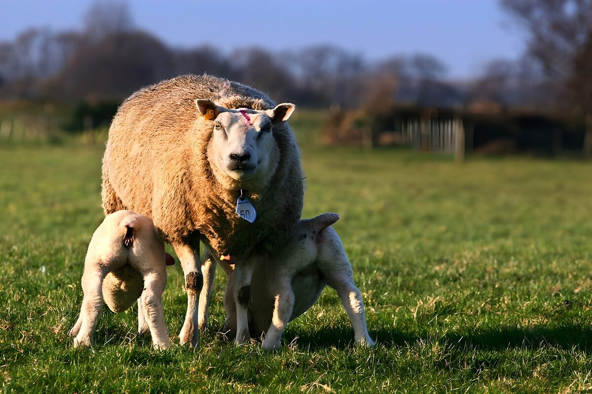 Ewe feeding two lambs in the sunshine