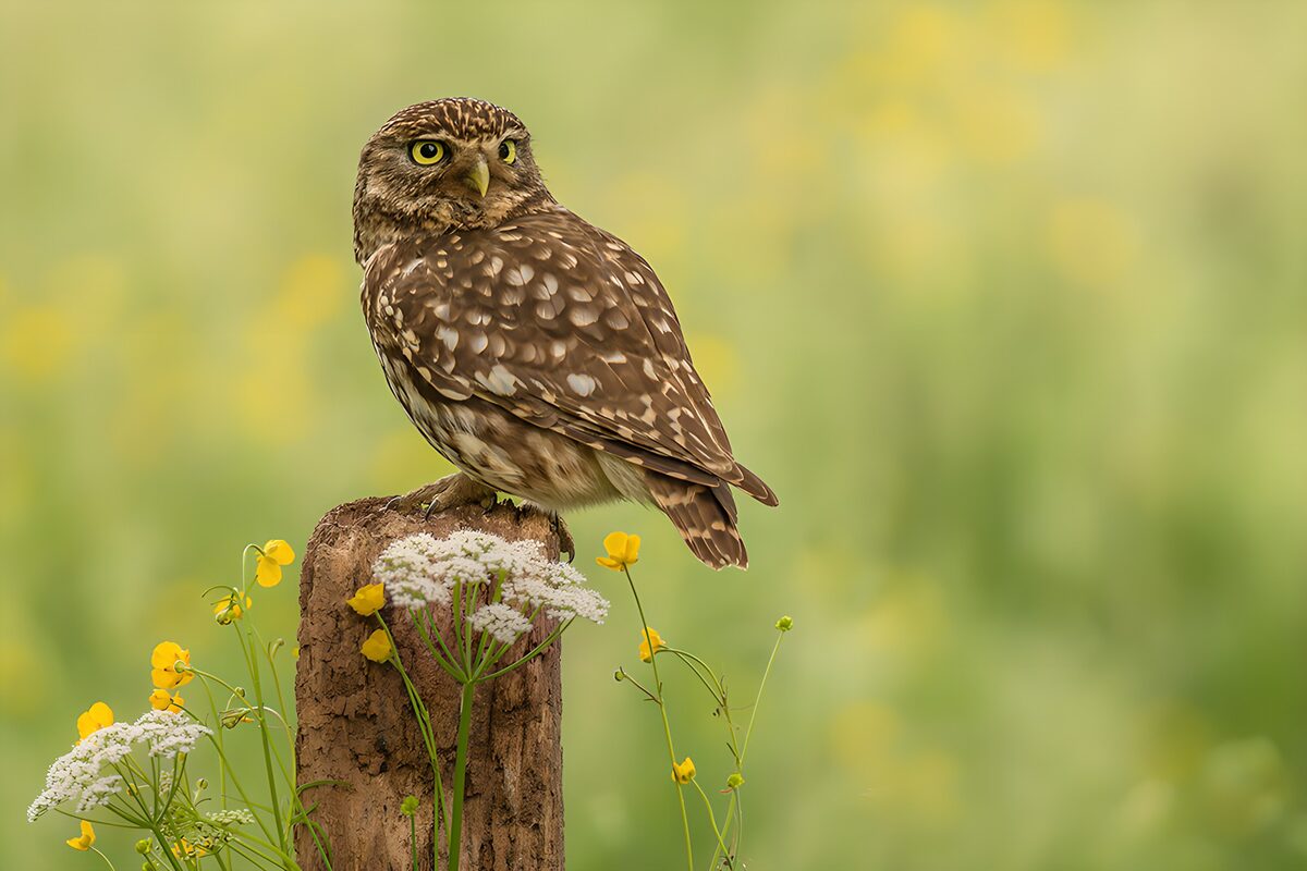 Little owl on a flower-fringed post