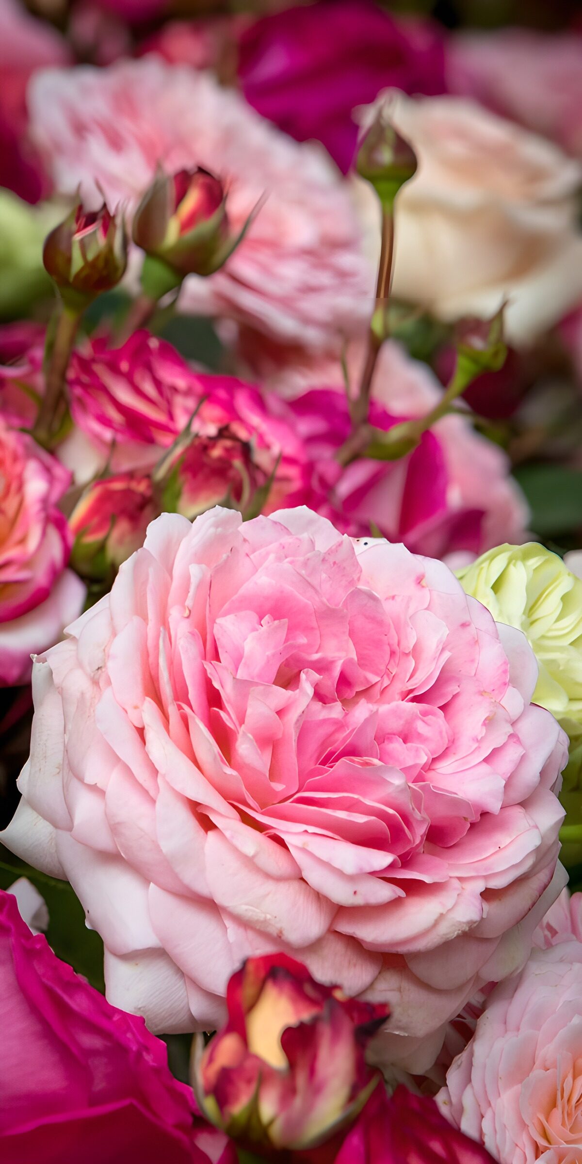 Pink and magenta roses in soft light