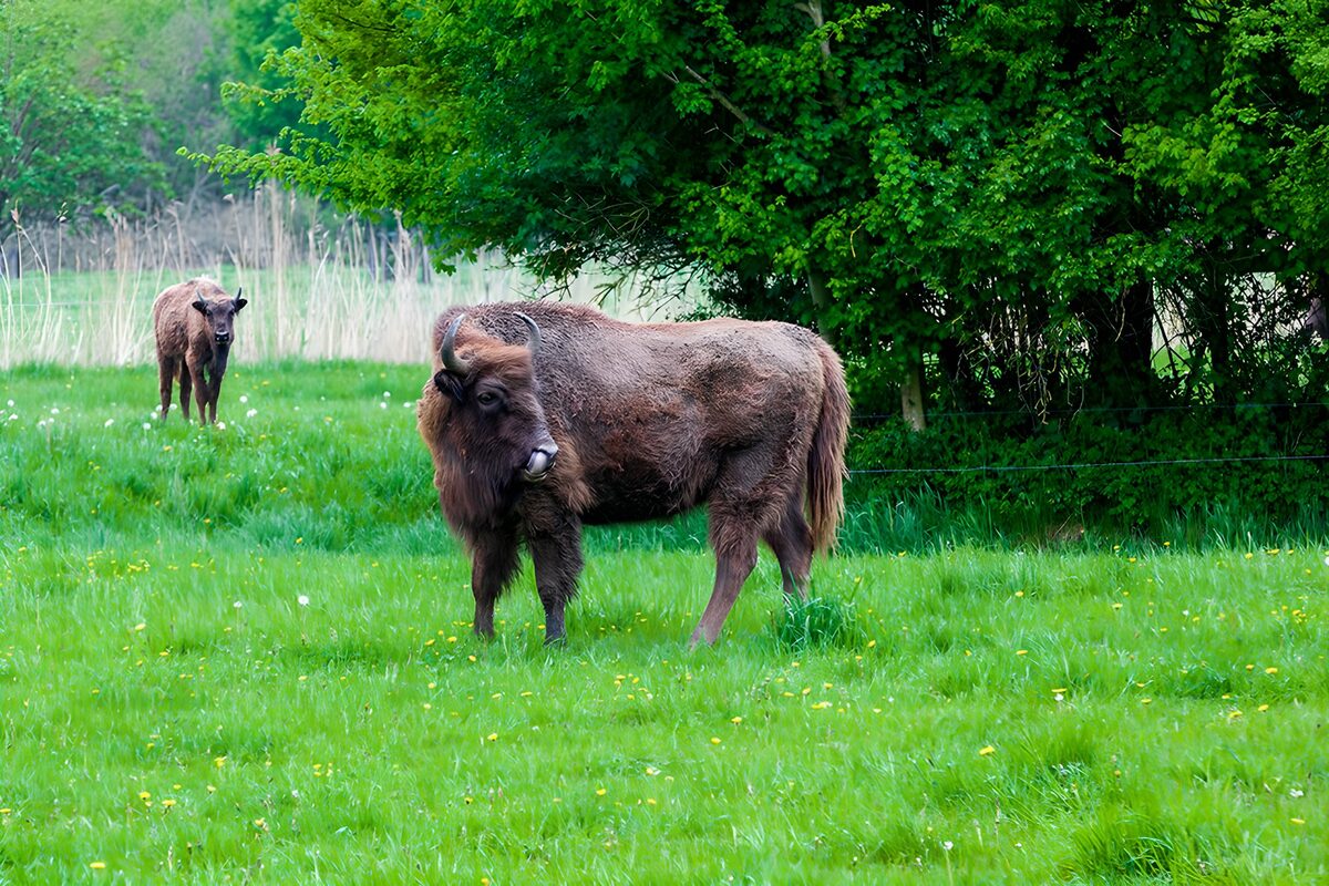 Two European bison in a green meadow