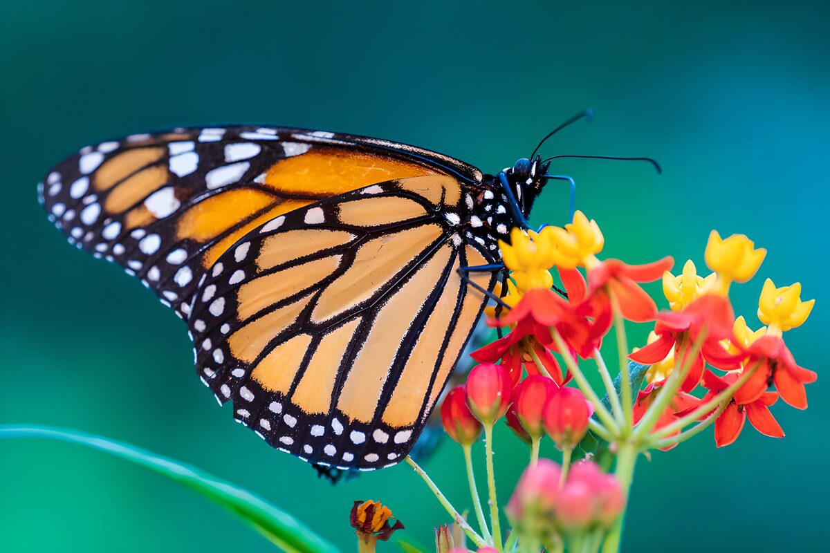 Monarch butterfly on bright blooms