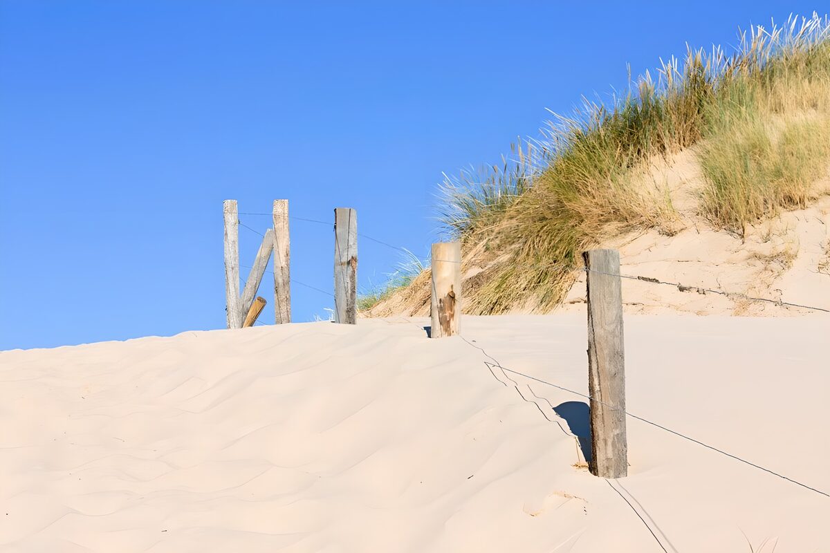 Sunlit dunes and a weathered fence