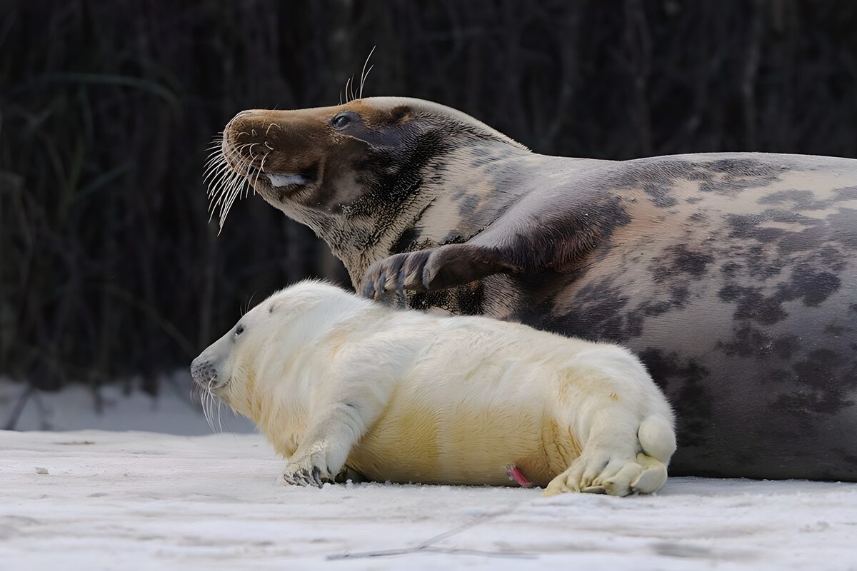 White seal pup resting beside an adult
