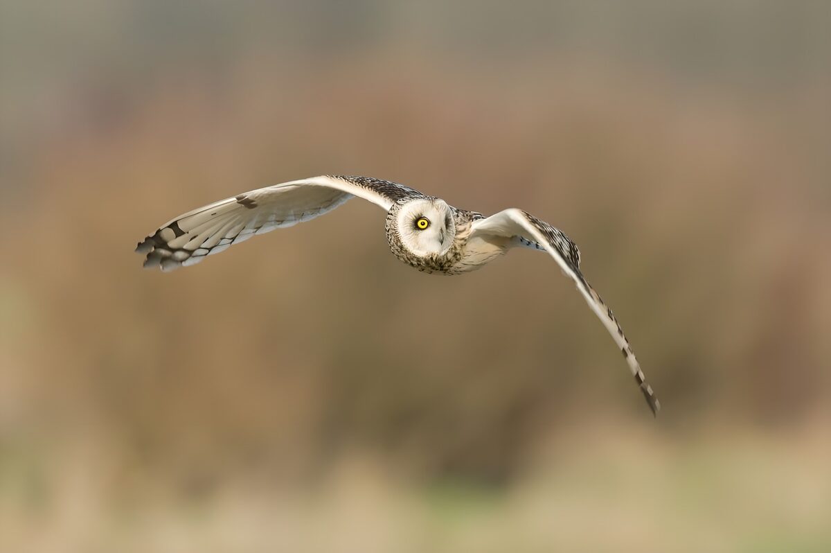 Owl in flight with wings spread wide