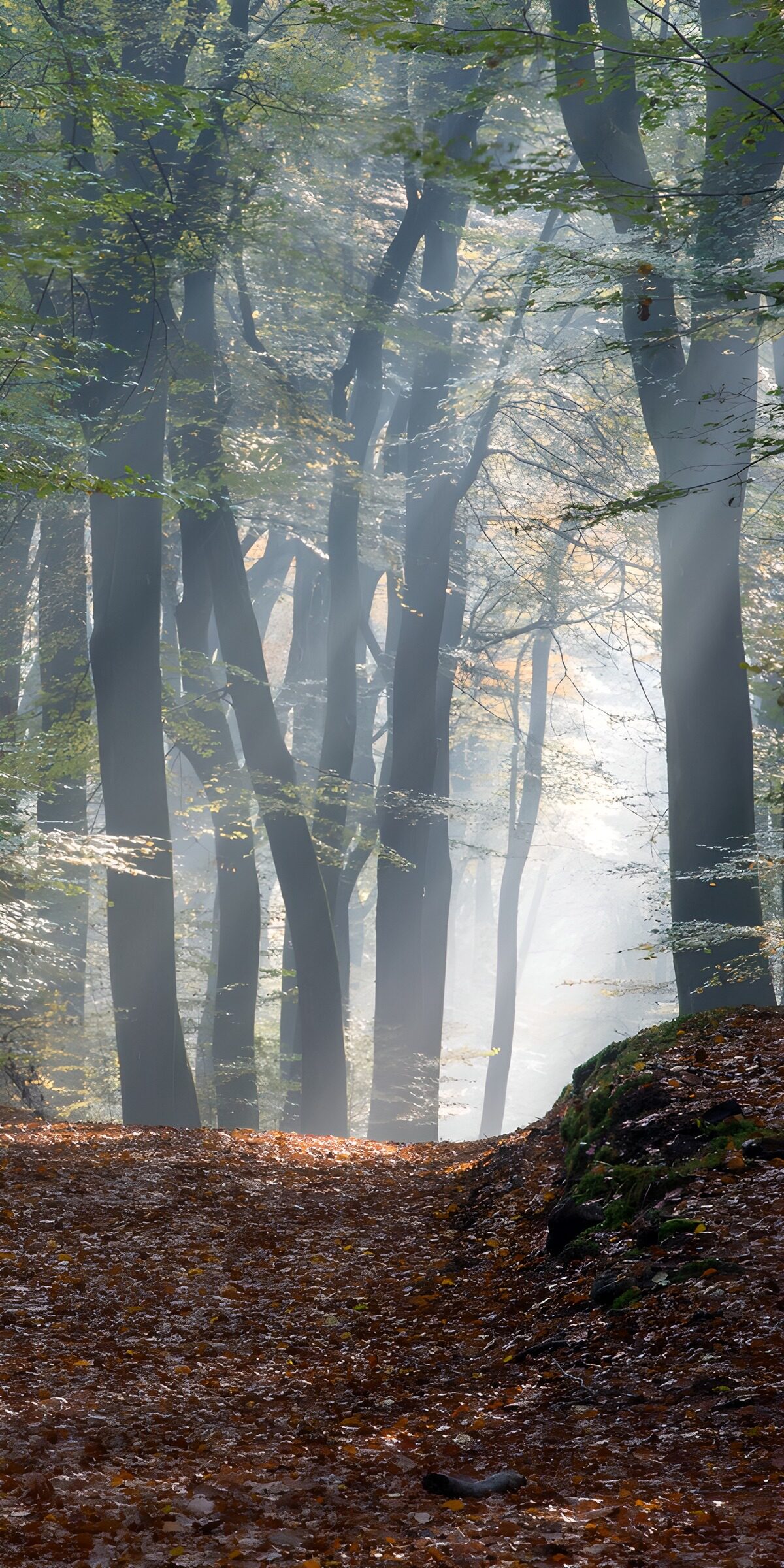 Sunbeams on a misty autumn path