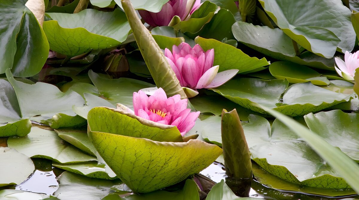 Pink water lilies in a sea of green