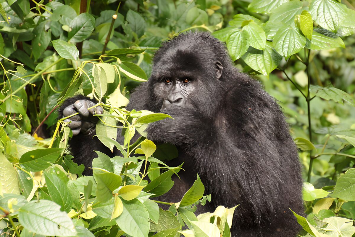 Gorilla among bright green leaves
