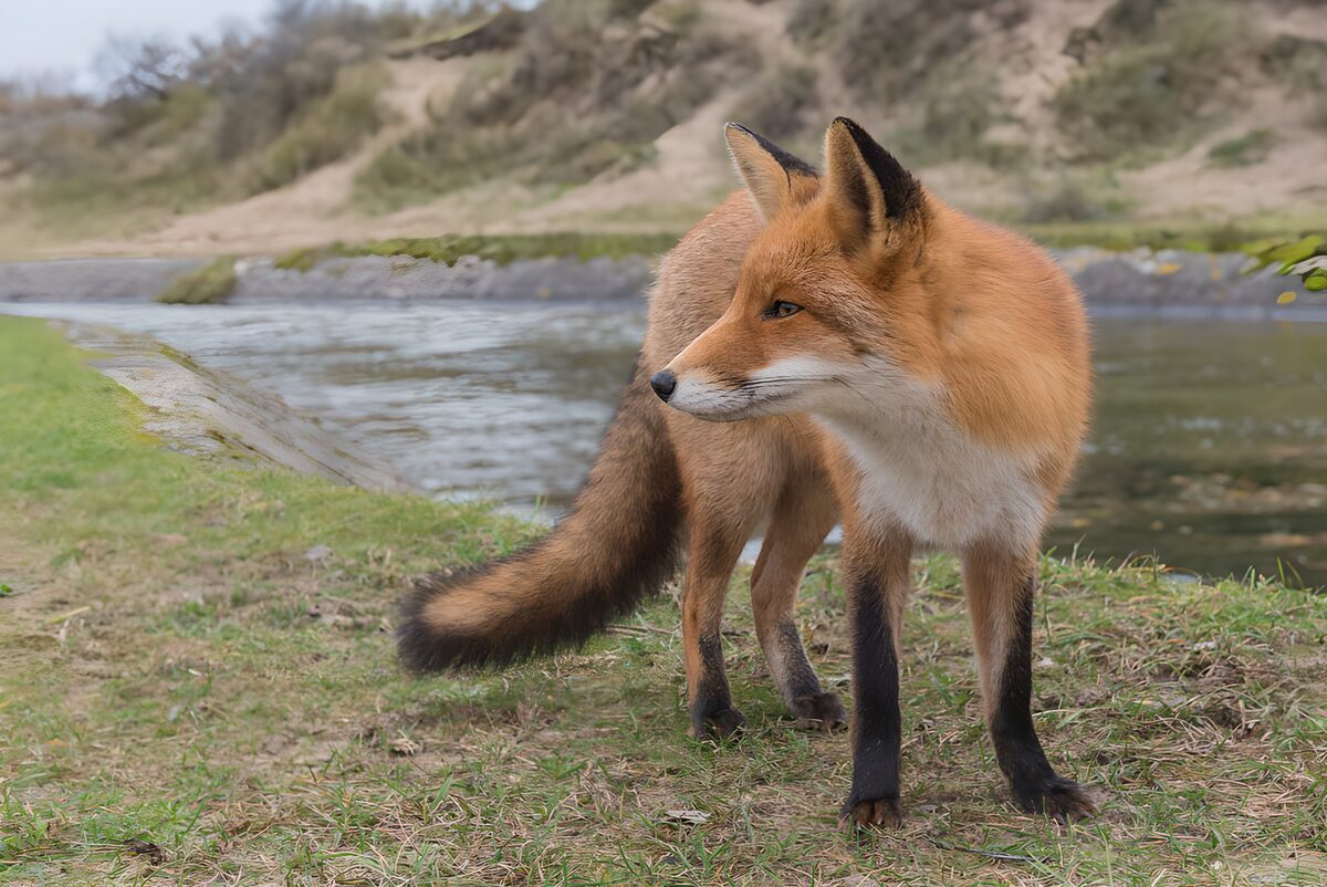 Red fox on a quiet grassy bank