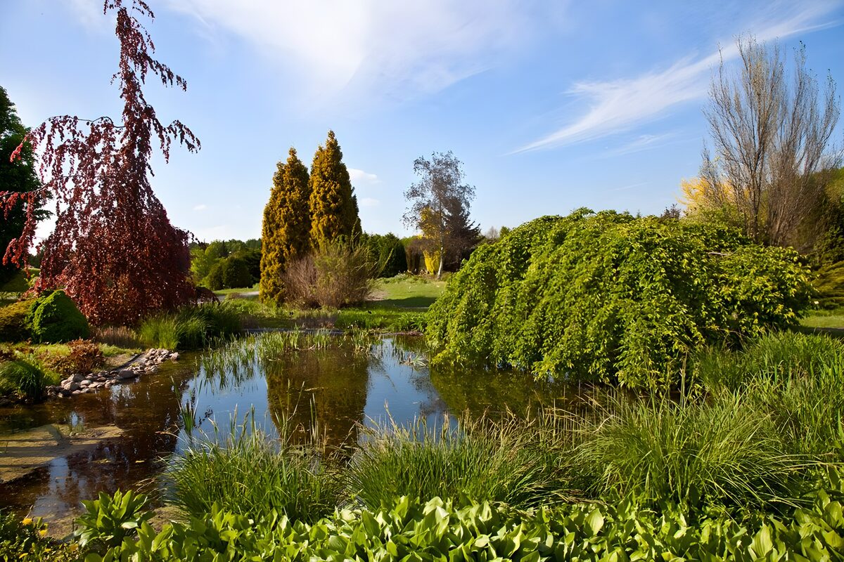 Garden pond beneath sunlit trees