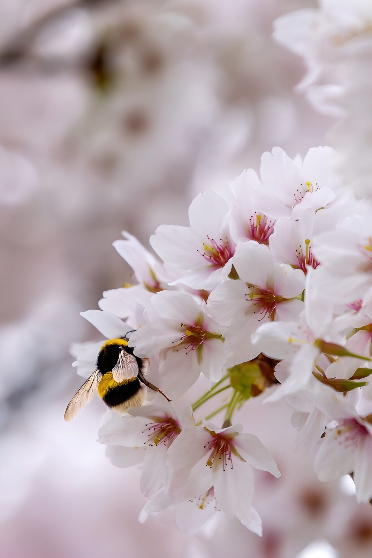 Bumblebee in soft pink cherry blossom