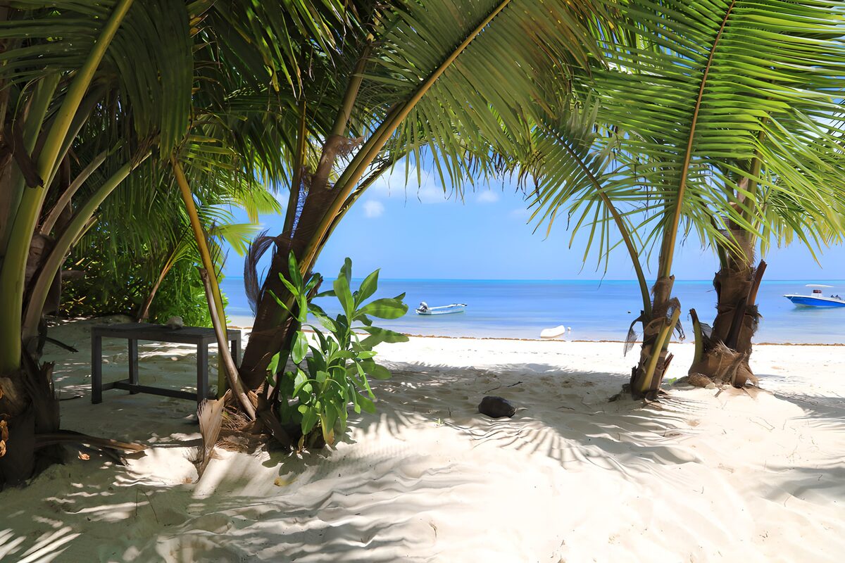 Sunlit beach beneath the palms