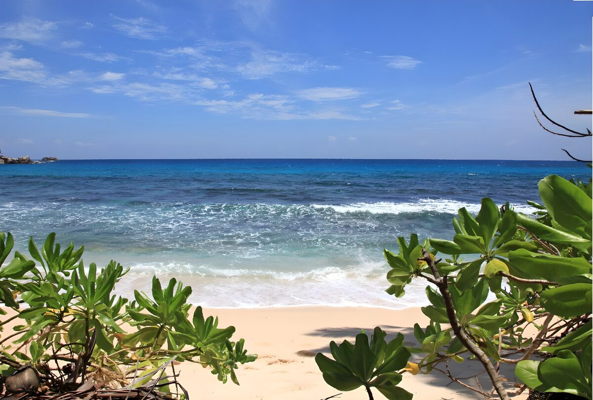 Sunlit beach framed by green leaves