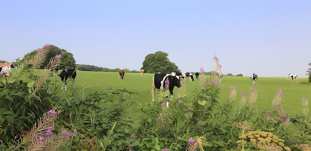 Cows in a sunlit summer pasture