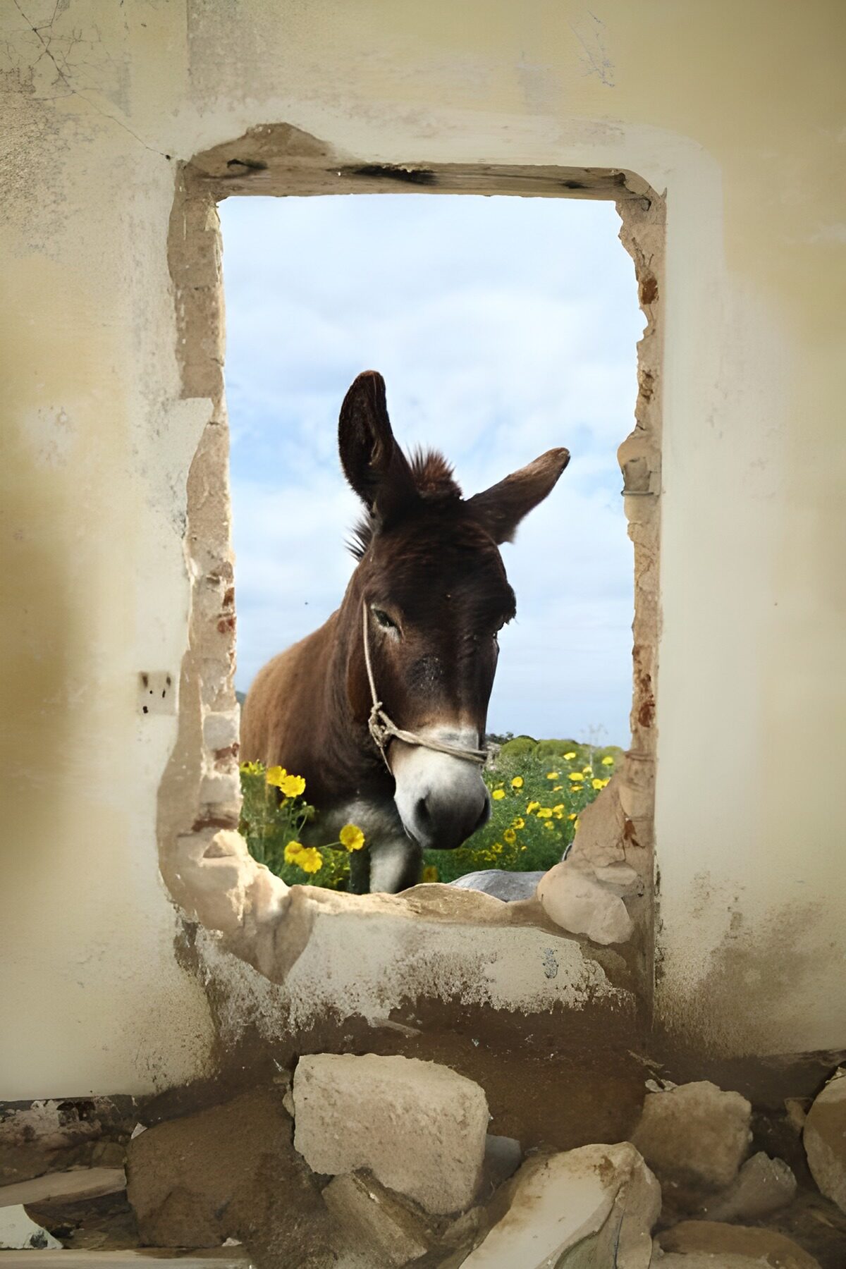 Curious donkey at a crumbling wall