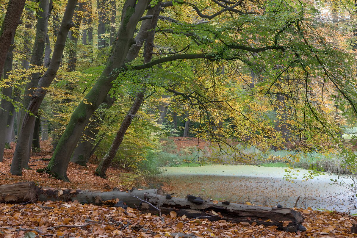 Quiet pond in the autumn woods