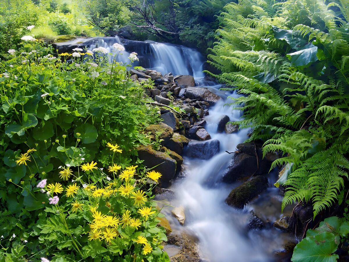 Small waterfall in a lush tangle of ferns