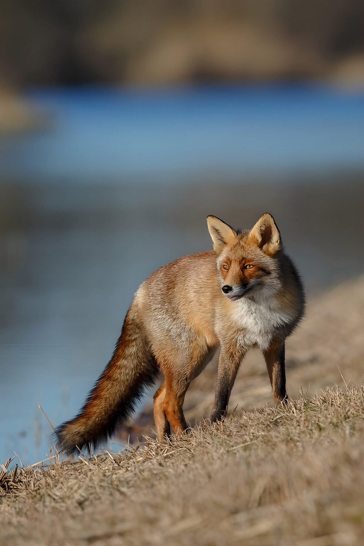 Red fox on a sunlit bank