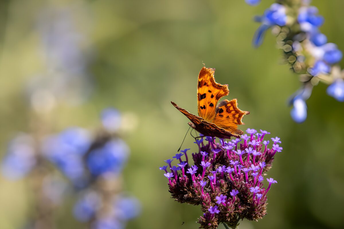 Comma butterfly on sunlit purple flowers