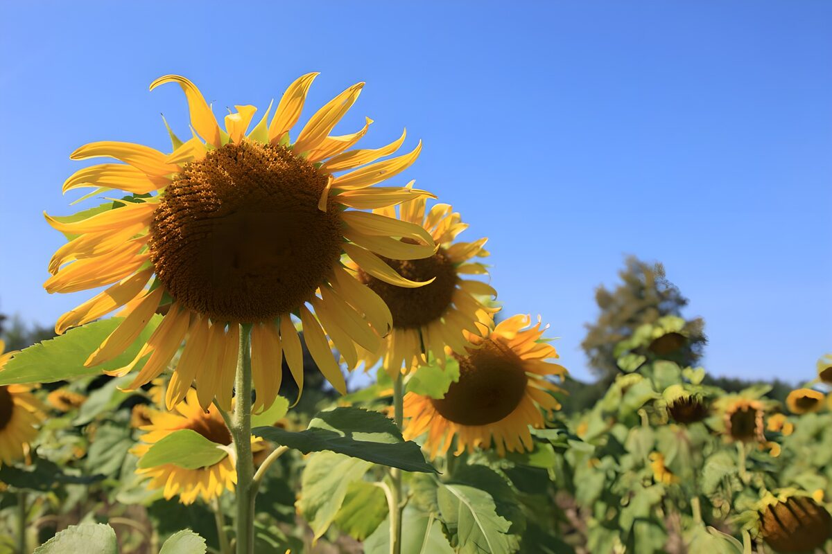 Sunflowers holding on to summer