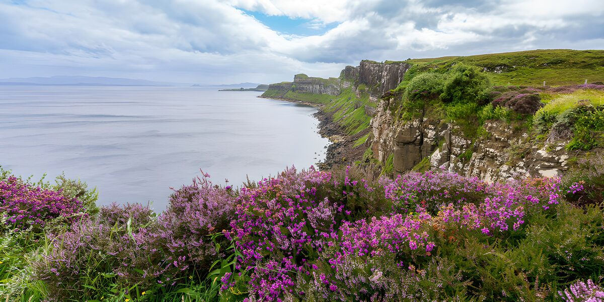 Purple heather and cliffs by a calm sea