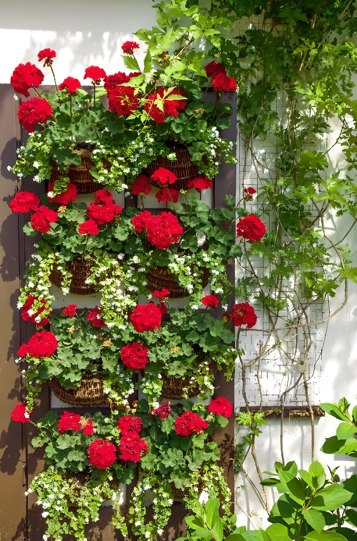 Red geraniums in sunlit hanging baskets