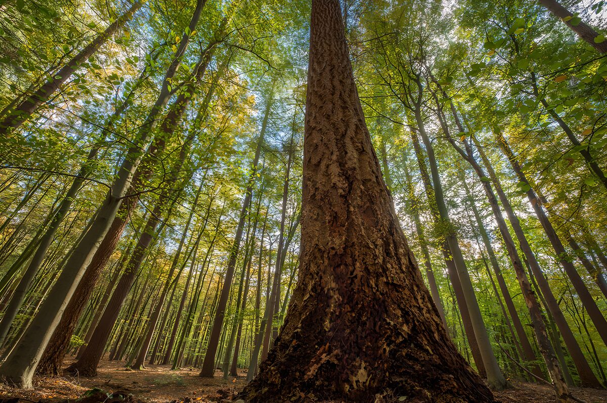 Tall tree trunk beneath a green canopy
