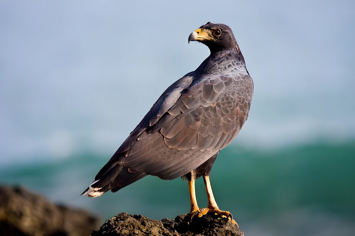 Dark raptor on a sunlit coastal rock