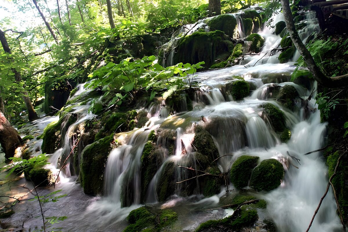 Woodland waterfall over mossy steps