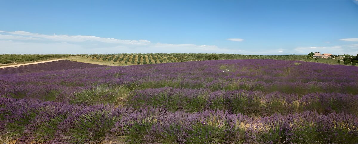 Summer sky over a lavender field