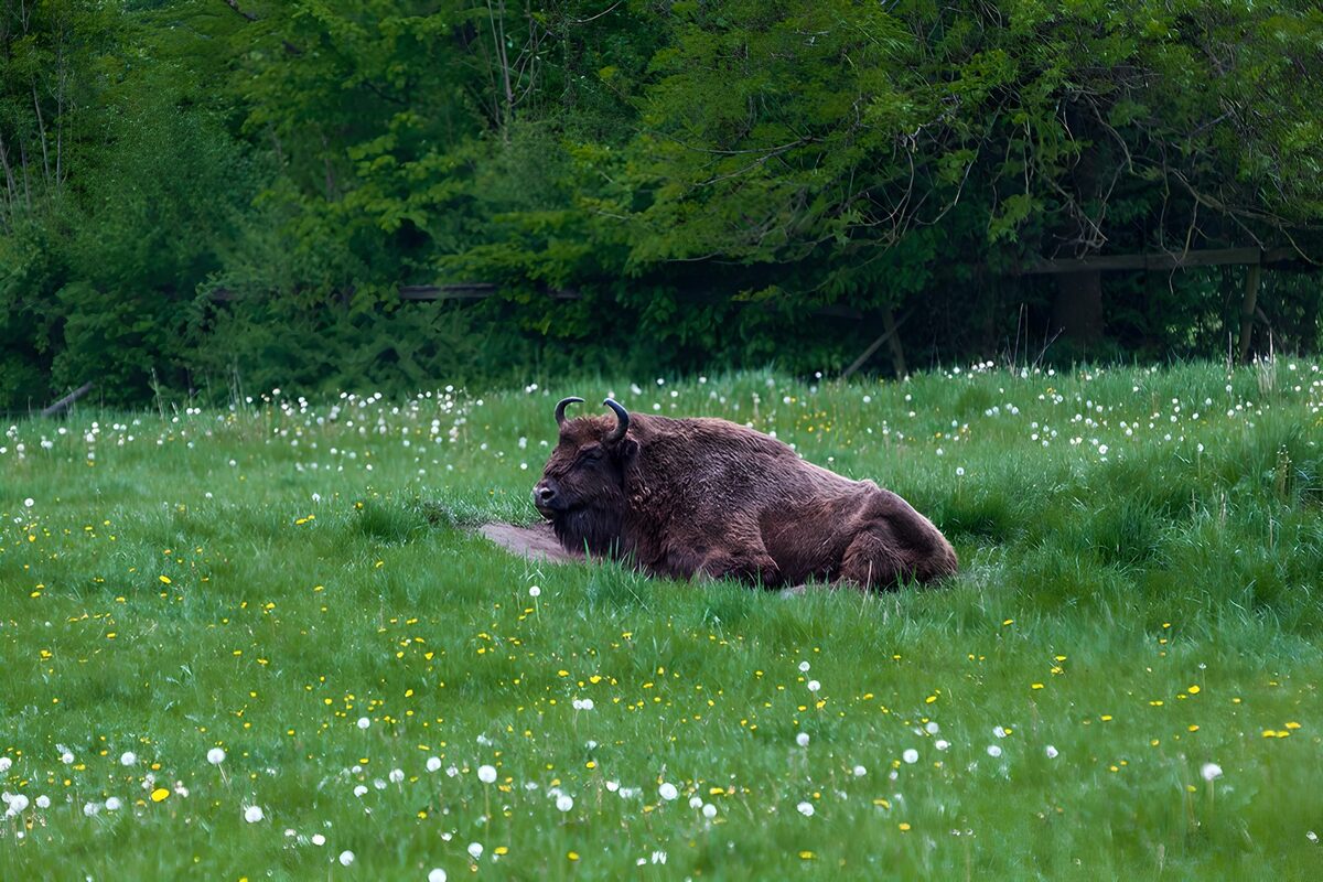 European bison resting in a green meadow