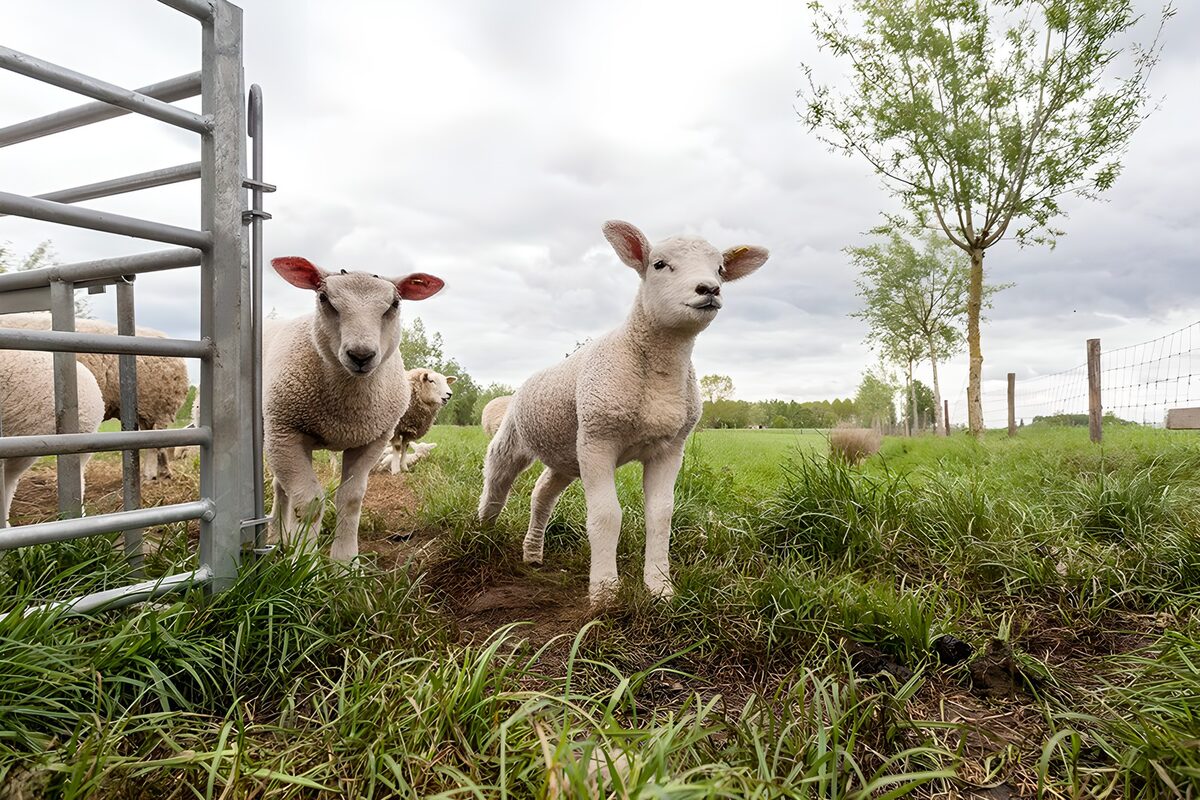 Curious sheep by an open gate