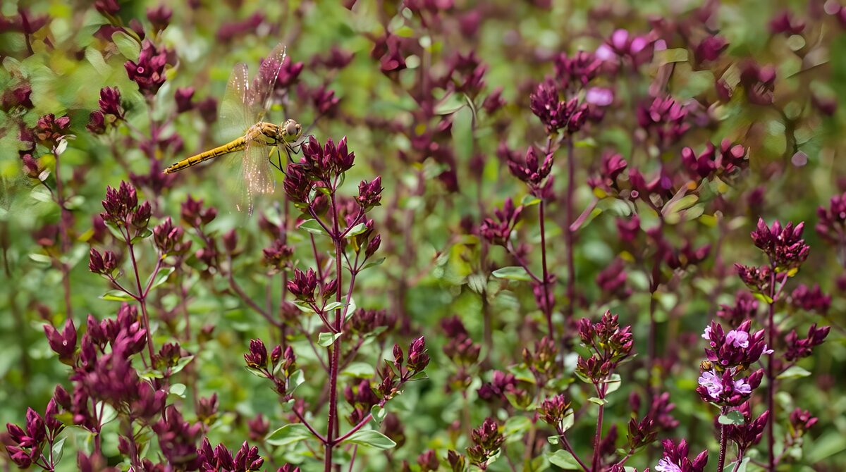 Yellow dragonfly on sunlit purple buds